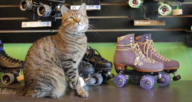 Medusa Skates cat on desk